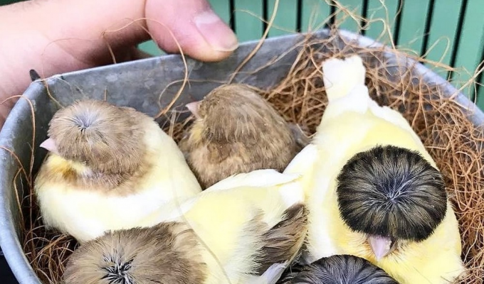 Канарейки глостер: Птицы с причёсками корейских мальчиков из дорам. Чего им стоила эта мутация? (6 фото)