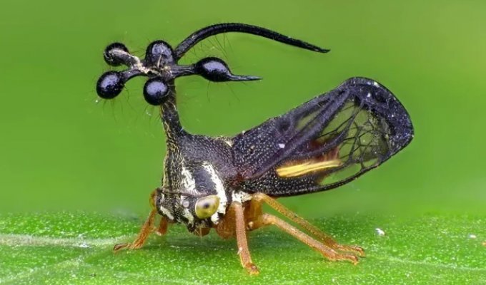 Бразильская горбатка: одно из самых необычных насекомых в мире (3 фото + 1 видео)
