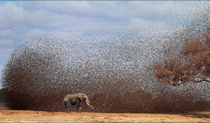 Стая птиц распугала слонов (5 фото)