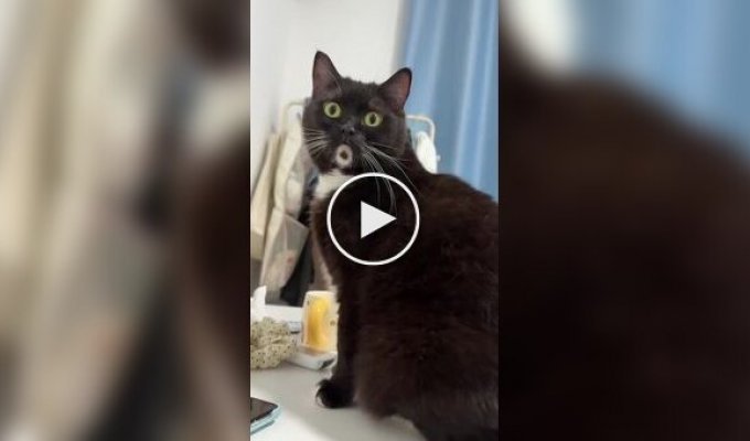 Самый удивленный кот