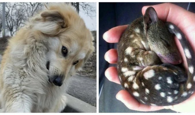 30 снимков, доказывающих, что мимимишность спасёт мир (31 фото)