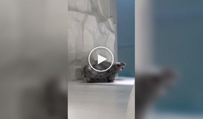 Тюлень потянулся после сна