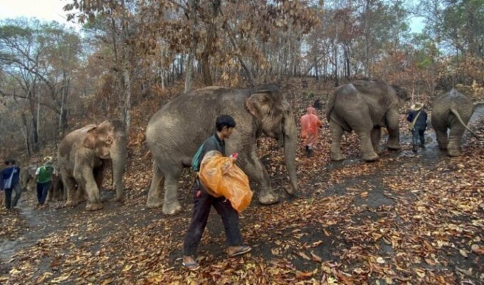 В Таиланде из-за отсутствия туристов слонов отпускают на волю (7 фото)