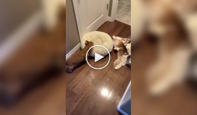Dog takes his bed out into the yard every day