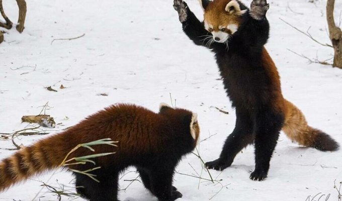 How little pandas greet each other (5 photos)