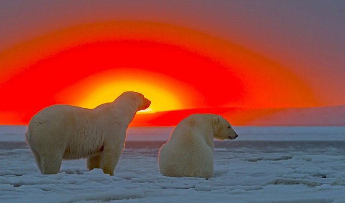 Белые медведи и великолепный закат на Аляске (10 фото)