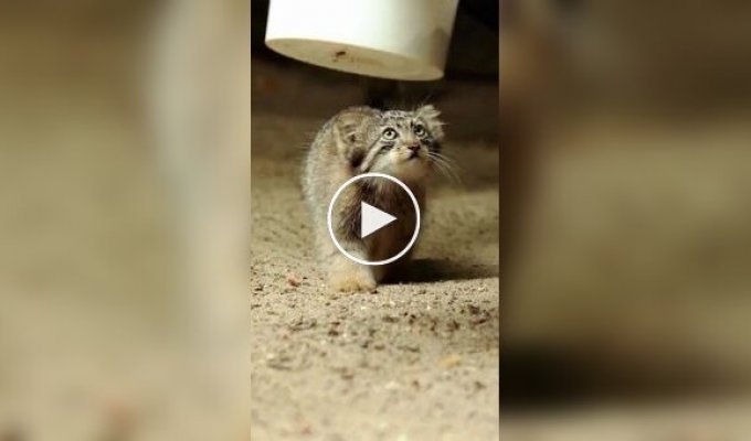 Занимательный факт из жизни манулов
