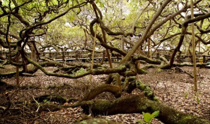 Генетическая аномалия: найдено самое большое в мире дерево площадью 8400 кв.м (3 фото + 1 видео)