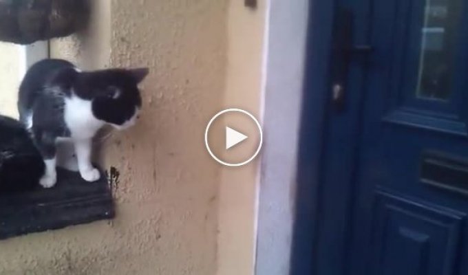 Кот наловчился открывать двери