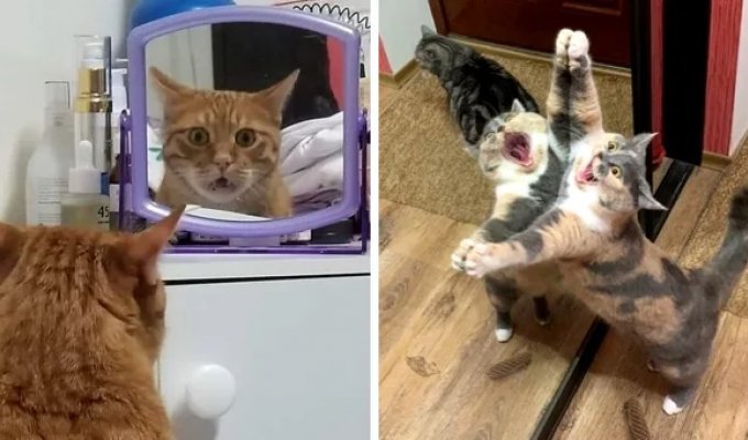 15 фотографий, которые доказывают, что котики и зеркала — это идеальное сочетание (16 фото)