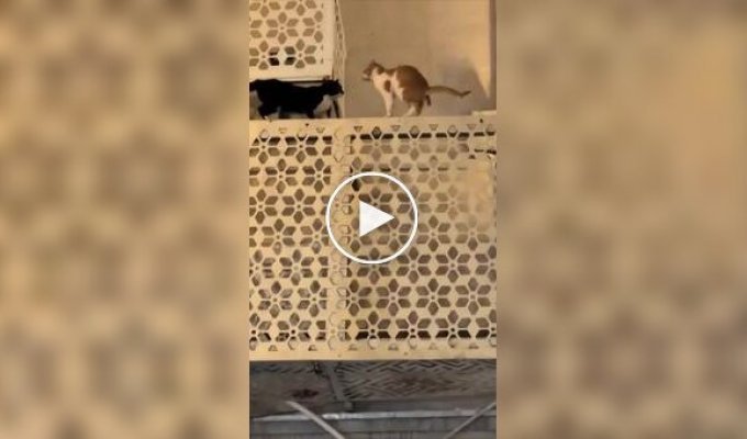Cats were preparing for a fight, but one decided to act differently