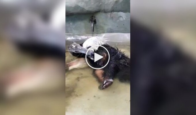 Водные процедуры муравьеда