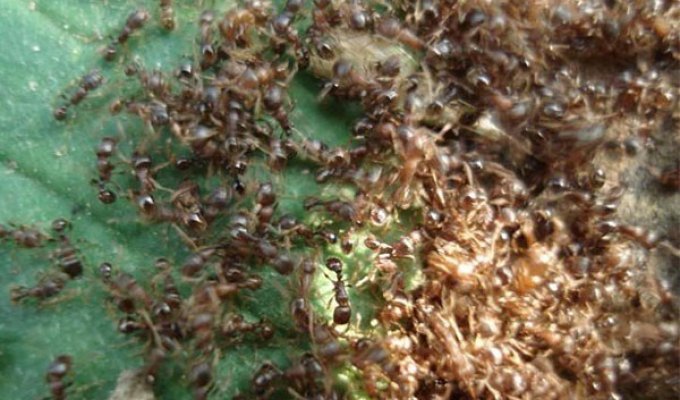 Миграция муравьев? (8 фото)