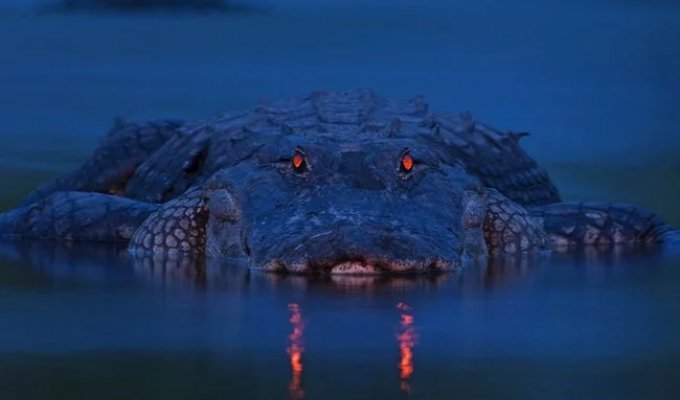 6 strategies for hunting crocodiles: This is not a passive log! (12 photos)