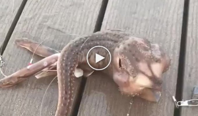A fisherman caught a strange monster that no one can identify
