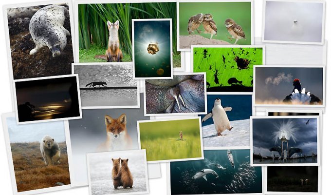 Снимки дикой природы с конкурса “Золотая Черепаха” (19 фото)