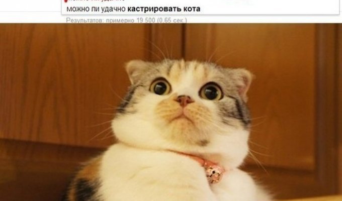 Прикольные картинки. Выпуск 1300