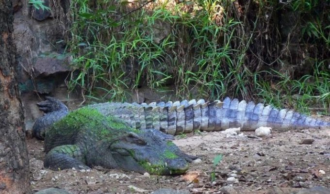 Самый большой из всех существующих крокодилов, достигает 6 метров в длину