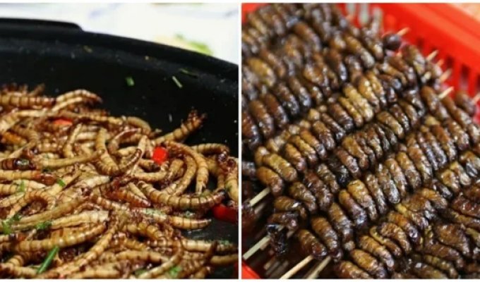 In the Netherlands, 100 schools feed children insects (2 photos + 1 video)