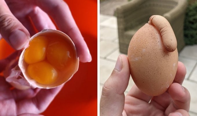 15 фотографий странных куриных яиц (16 фото)