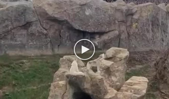 Kharkov Zoo. Wolves howl in unison with alarm