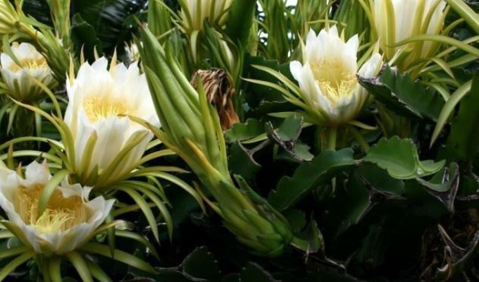 10 самых редкоцветущих растений (11 фото)