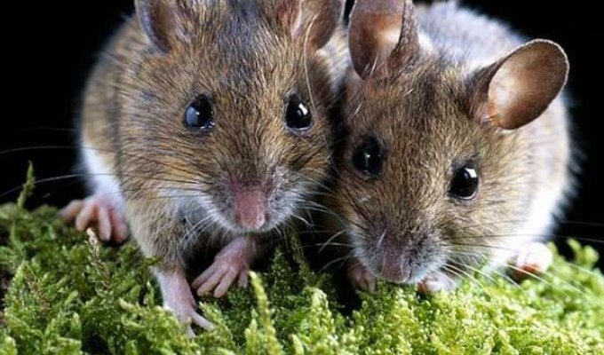 Японські вчені народили мишей від двох батьків без участі самки