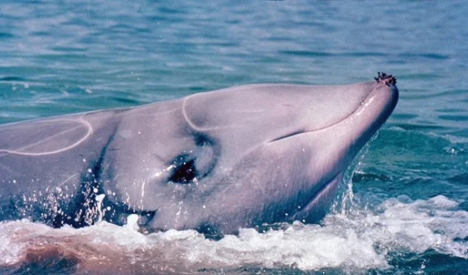 The beaked whale: covered in scars, it descends to 3 km and hunts there for 2 hours straight! (5 photos)