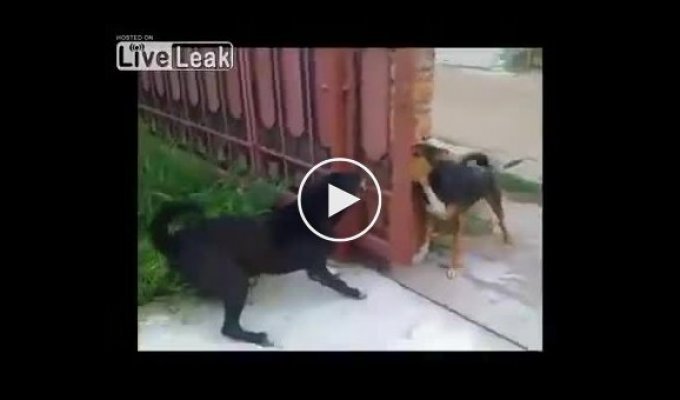 Забавная битва собак
