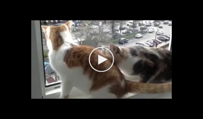 Кошка паникерша держит своего товарища