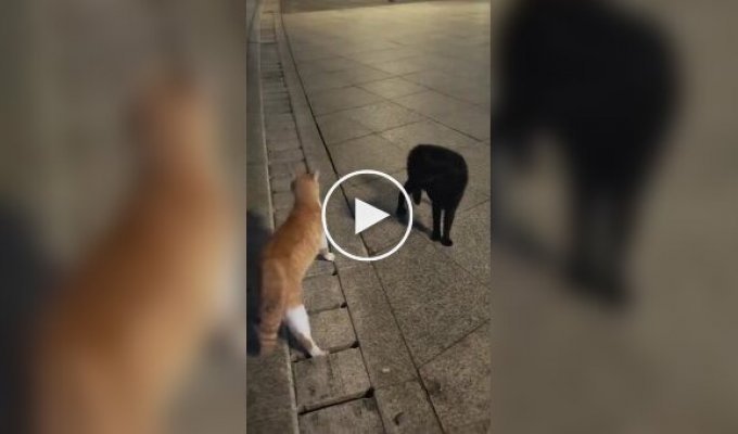 A cat knows how to make a dramatic entrance to a showdown