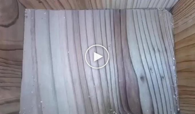 Таймлапс: птица построила гнездо, и в нем появились птенцы