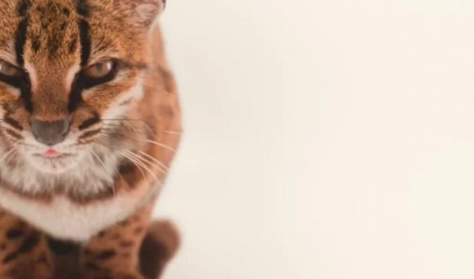 Scientists Discover New Cat Species for the First Time in 100 Years (7 Photos + 2 Videos)