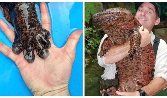 A miracle from Asia: 7 interesting facts about the Japanese giant salamander (8 photos)