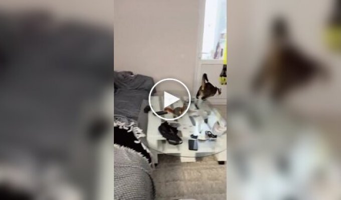 Білка не дає кішкам нудьгувати