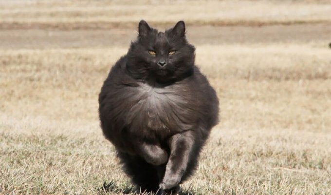 Сигмонд - королевский кот! (12 фото)