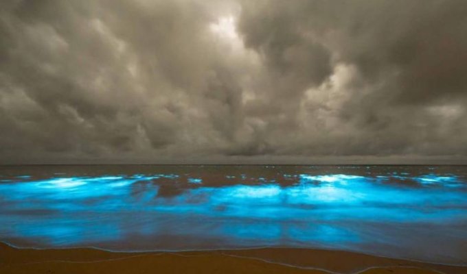 Биолюминесцентные морские водоросли у берегов Тасмании (7 фото)