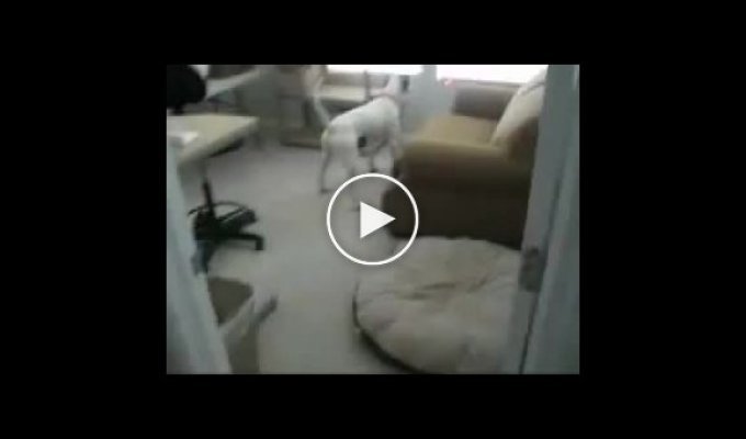 Реакция собаки на лазер