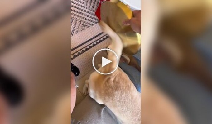 A Guy Used a Dog's Tail as a Beater for a Gong