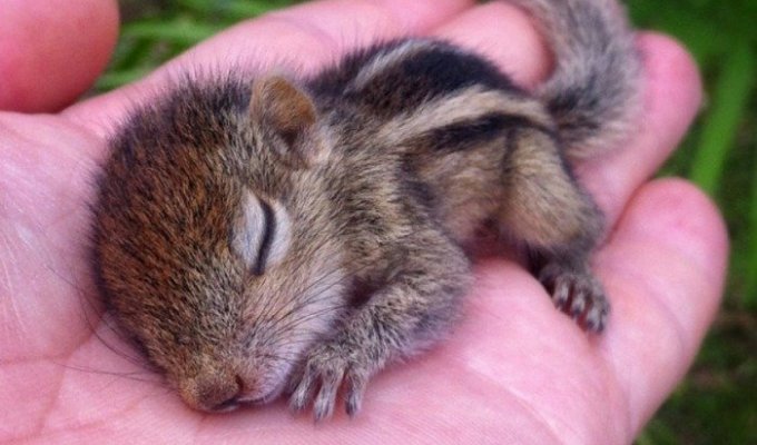 A selection of adorable babies in the palms of your hands (25 photos)