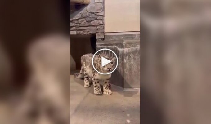 When you first realized that there are cats bigger than you