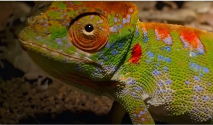 Bright sadness: the bright death of a female chameleon (3 photos + 1 video)