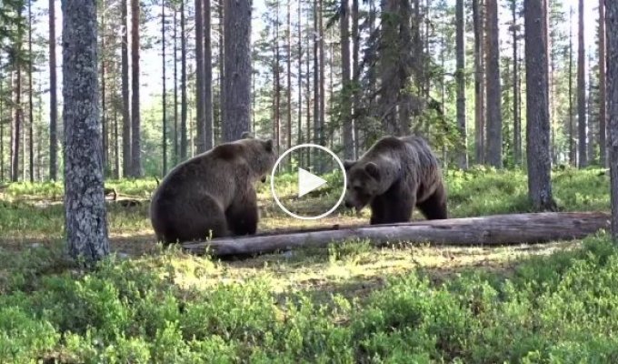 Impressive fight between two bears in the forest
