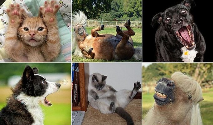 Лучшие фото с конкурса домашних животных Comedy Pet Photography Awards (33 фото)