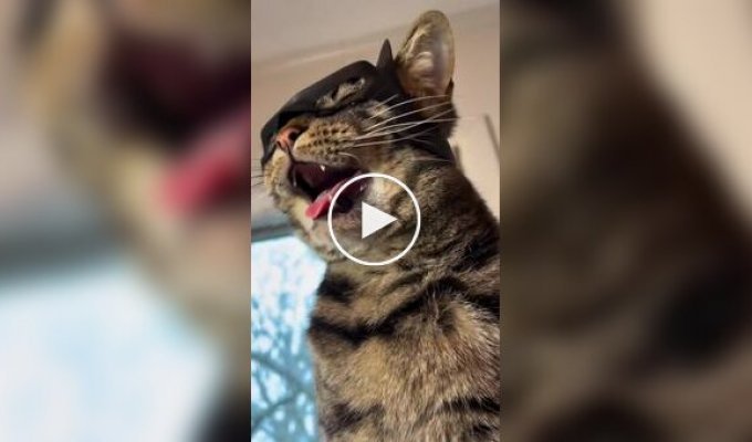 Парень печатает головные уборы для своего кота