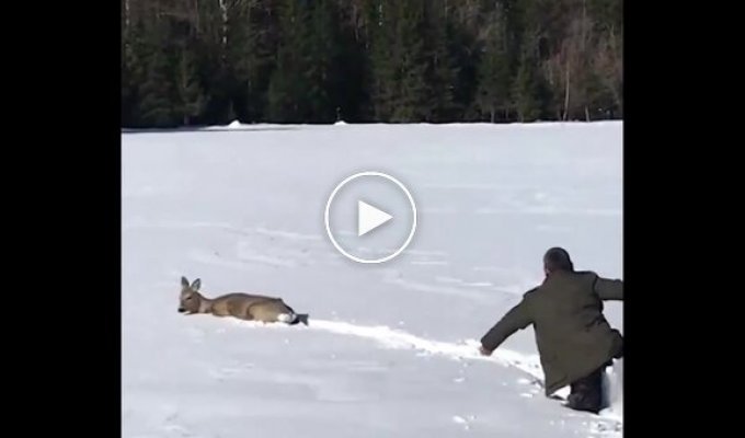 A man came to the aid of a roe deer stuck in the snow