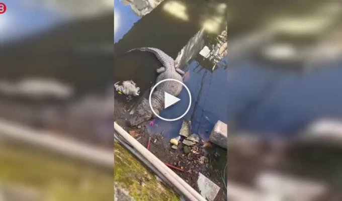 Brazilian parkour with "additional adrenaline"