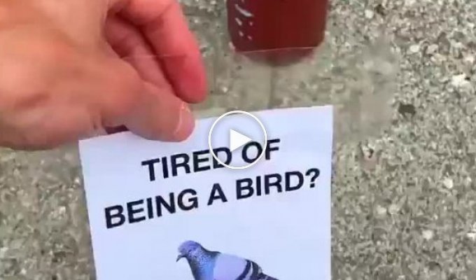 Опрос для голубей Устали быть птицей