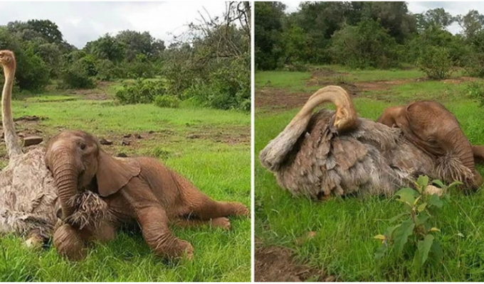 Осиротевшие страус и слоненок подружились и поддержали друг друга (7 фото)
