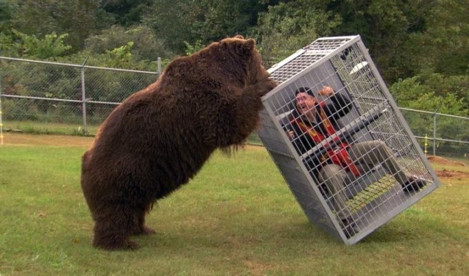 Kodiak: Island of Giant Bears (11 photos)